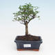 Kryty bonsai -Ligustrum retusa - Privet PB2191944 - 1/3