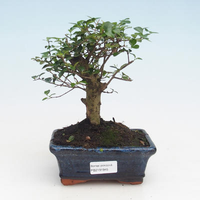Kryty bonsai -Ligustrum retusa - Privet PB2191945 - 1