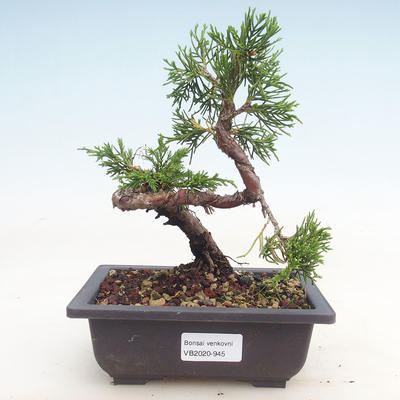 Outdoor bonsai - Juniperus chinensis Itoigawa-chiński jałowiec - 1