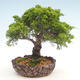 Outdoor bonsai - Juniperus chinensis Itoigawa-chiński jałowiec - 1/6