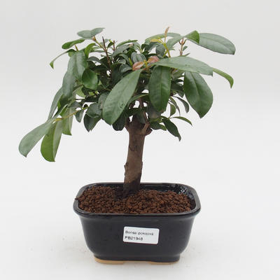 Pokój Bonsai - australijska wiśnia - Eugenia uniflora - 1