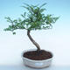 Kryty bonsai - Zantoxylum piperitum - Papryka PB220882 - 1/4