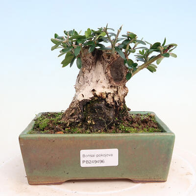 Bonsai do wnętrz - Olea europaea sylvestris - Oliwka europejska drobnolistna - 1