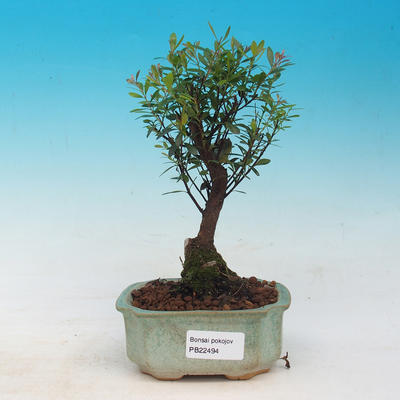 Pokój bonsai - Syzygium - Pimentovník - 1