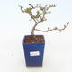 Outdoor bonsai - Chaenomeles superba jet trail - Biała pigwa - 1/4