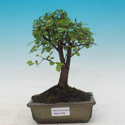 Pokój bonsai - Ulmus parvifolia - Lesser Elm - 1