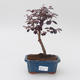 Pokój bonsai - Loropelatum chinensis - 1/2