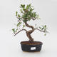 Pokój bonsai - Ficus retusa - mały ficus - 1/2