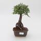 Pokój bonsai - Ulmus parvifolia - Lesser Elm - 1/3