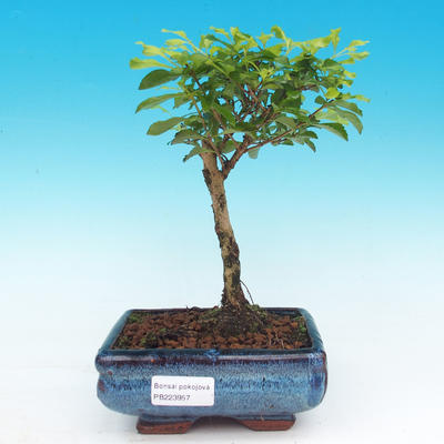 Pokój bonsai - Duranta erecta Aurea - 1