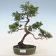 Outdoor bonsai - Juniperus chinensis - chiński jałowiec - 1/2
