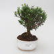 Pokój bonsai - Buxus harlandii - korek buxus - 1/5