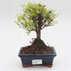 Pokój bonsai - Sagetie thea - Sagetie thea - 1/4