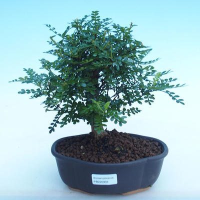 Kryty bonsai - Zantoxylum piperitum - Papryka PB220882 - 1