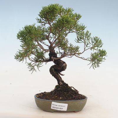 Outdoor bonsai - Juniperus chinensis - chiński jałowiec - 1