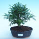 Kryty bonsai - Zantoxylum piperitum - Papryka PB220882 - 1/4