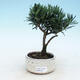 Kryty bonsai - Podocarpus - Kamień tys - 1/2