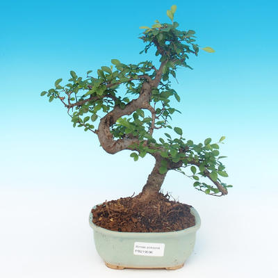 Kryte bonsai - Ulmus parvifolia - Mały wiąz - 1