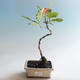 Outdoor bonsai-Quercus robur-Dąb letni - 1/2