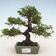 Outdoor bonsai - Juniperus chinensis Itoigawa-chiński jałowiec - 1/5