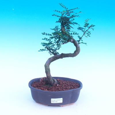 bonsai Room - Zantoxylum fagara - kava - 1