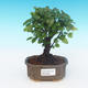 House bonsai - Sagerécie thea - Sagerécie thea - 1/4