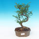 Indoor bonsai - Zantoxylum piperitum - Pepper Tree - 1/4
