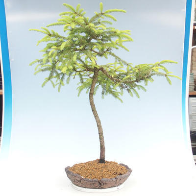 Outdoor bonsai - Picea orientalis - świerk