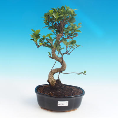 Kryte bonsai - Ficus retusa - mały figowiec - 1