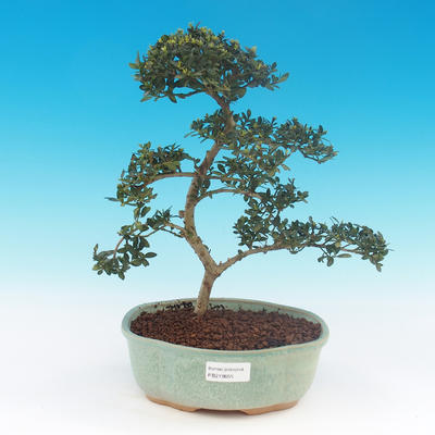 Kryte bonsai - Ilex crenata - Holly - 1