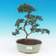 Kryte bonsai - Ilex crenata - Holly - 1/3