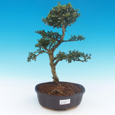 Kryte bonsai - Ilex crenata - Holly - 1