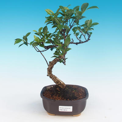Kryte bonsai - Ficus kimmen - mały figowiec