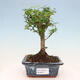 Kryty bonsai - Ligustrum chinensis - Dziób ptaka - 1/3