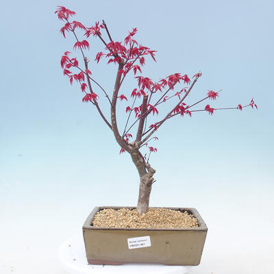 Outdoor bonsai - Maple palmatum DESHOJO - Klon palmowy - 1