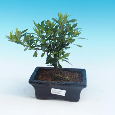 Pokój bonsai - Gardenia jasminoides-Gardenie