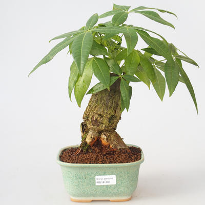 Pokój bonsai - woda Pachira