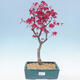 Outdoor bonsai - Maple palmatum DESHOJO - Klon palmowy - 1/4
