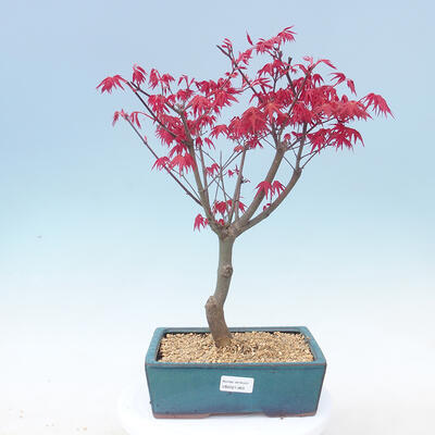 Outdoor bonsai - Maple palmatum DESHOJO - Klon palmowy - 1