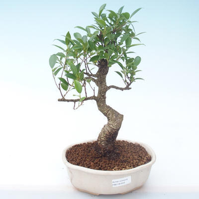 Kryty bonsai - Ficus retusa - ficus mały liść PB2191916 - 1