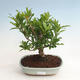 Kryte bonsai-PUNICA granatum nana-granat - 1/3