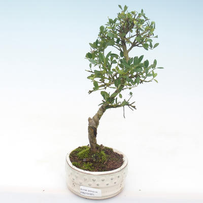 Kryty bonsai - Ilex crenata - Holly PB2191975