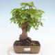Outdoor bonsai -Carpinus CARPINOIDES - Koreański Grab - 1/5