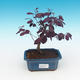 Pokój bonsai - Loropelatum chinensis - 1/2