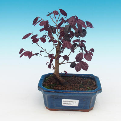 Pokój bonsai - Loropelatum chinensis - 1