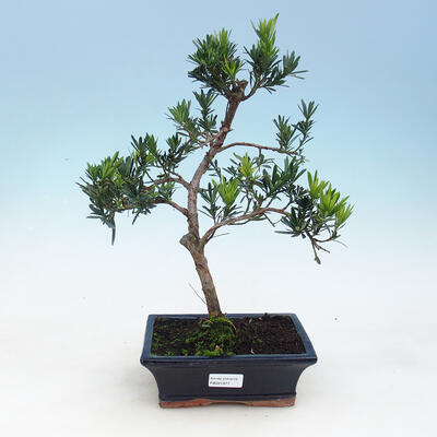 Kryty bonsai-Podocarpus- kamień tys - 1
