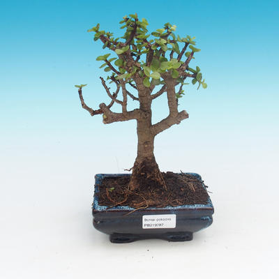 bonsai Room - Portulakaria Afra - Tlustice - 1