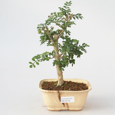 Pokój bonsai - Fraxinus uhdeii - Pokój Jasan - 1