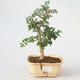 Pokój bonsai - Fraxinus uhdeii - Pokój Jasan - 1/2
