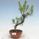 Outdoor bonsai - Pinus Sylvestris - sosna zwyczajna - 1/2